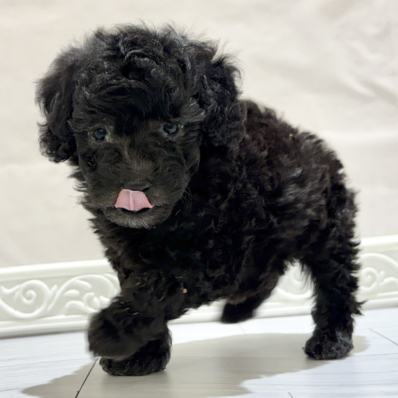 愛知県のトイプードル(トイ) (犬の家＆猫の里春日井本店/2025年11月2日生まれ/男の子/シルバー)の子犬の1枚目の画像