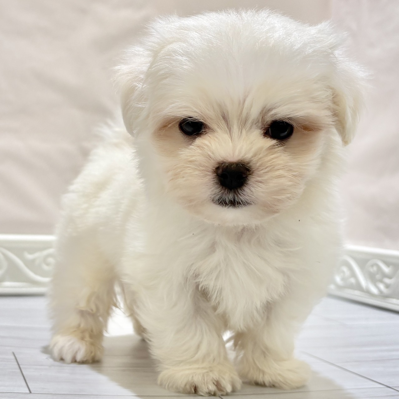 愛知県のマルチーズ (犬の家＆猫の里春日井本店/2025年11月2日生まれ/男の子/ホワイト)の子犬の1枚目の画像