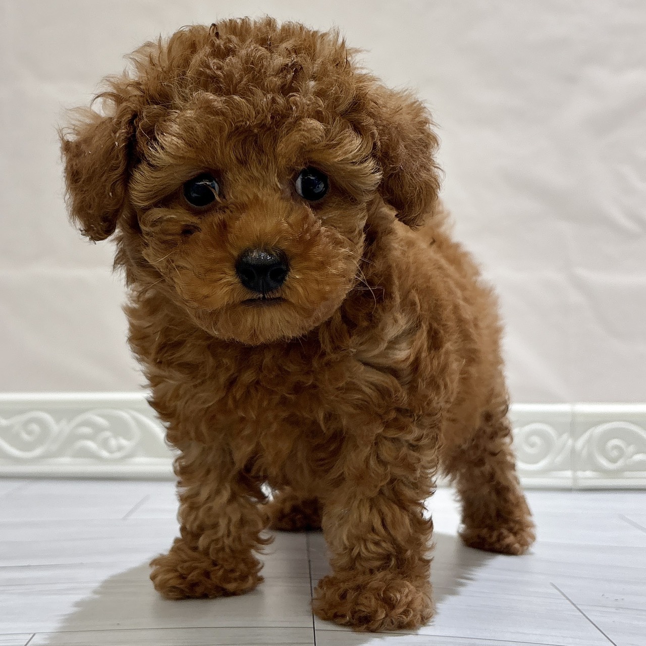 愛知県のトイプードル(トイ) (犬の家＆猫の里春日井本店/2025年11月1日生まれ/男の子/レッド)の子犬の1枚目の画像