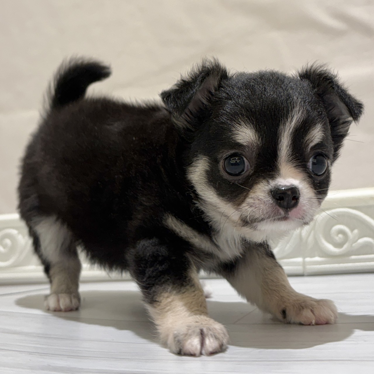 愛知県のチワワ(ロング) (犬の家＆猫の里春日井本店/2025年11月2日生まれ/男の子/ブラックタンホワイト)の子犬の1枚目の画像