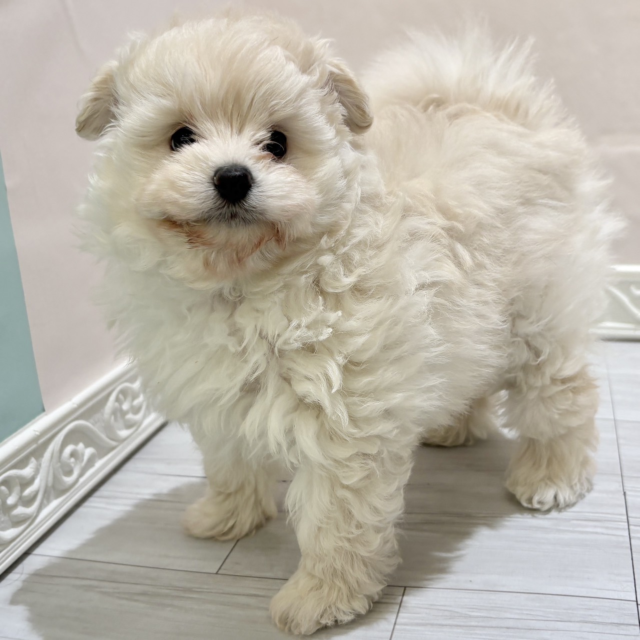 愛知県のポメプー(ポメラニアン×プードル) (犬の家＆猫の里春日井本店/2025年11月3日生まれ/女の子/クリーム)の子犬の1枚目の画像