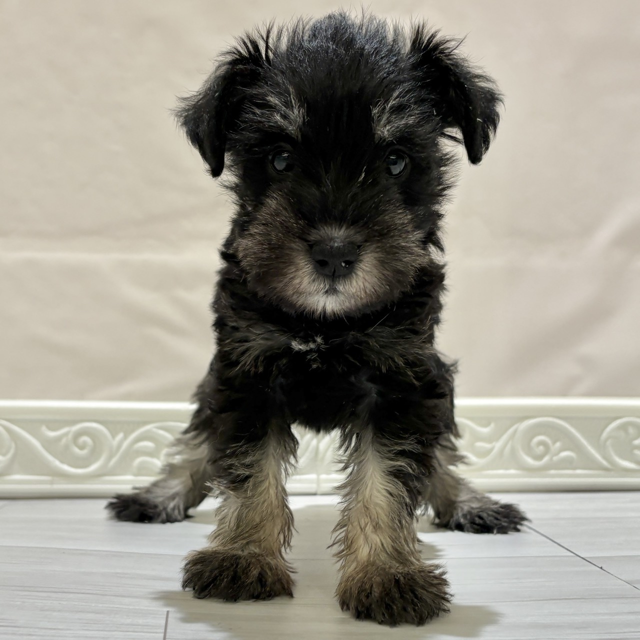 愛知県のミニチュアシュナウザー (犬の家＆猫の里春日井本店/2025年11月2日生まれ/女の子/ブラックシルバー)の子犬の1枚目の画像