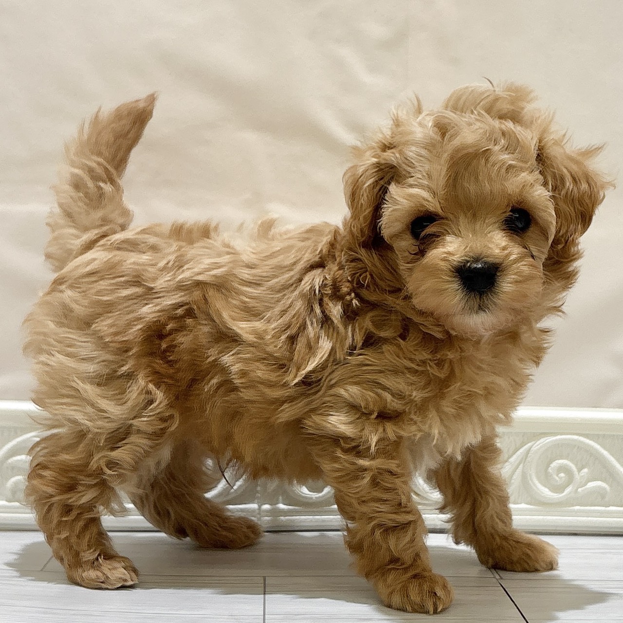 愛知県のマルプー(マルチーズ×プードル) (犬の家＆猫の里春日井本店/2025年11月2日生まれ/男の子/アプリコット)の子犬の1枚目の画像