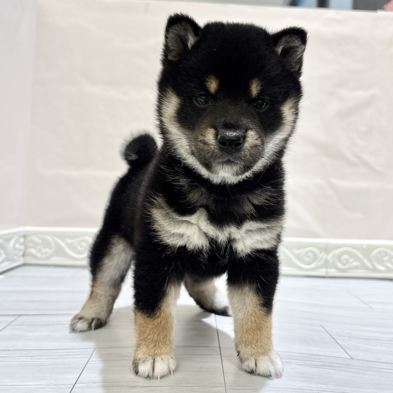 愛知県の豆柴 (犬の家＆猫の里春日井本店/2025年11月1日生まれ/女の子/黒)の子犬の1枚目の画像