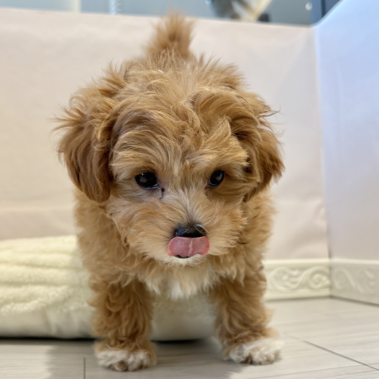 愛知県のマルプー(マルチーズ×プードル) (犬の家＆猫の里春日井本店/2025年11月5日生まれ/女の子/アプリコット)の子犬の1枚目の画像