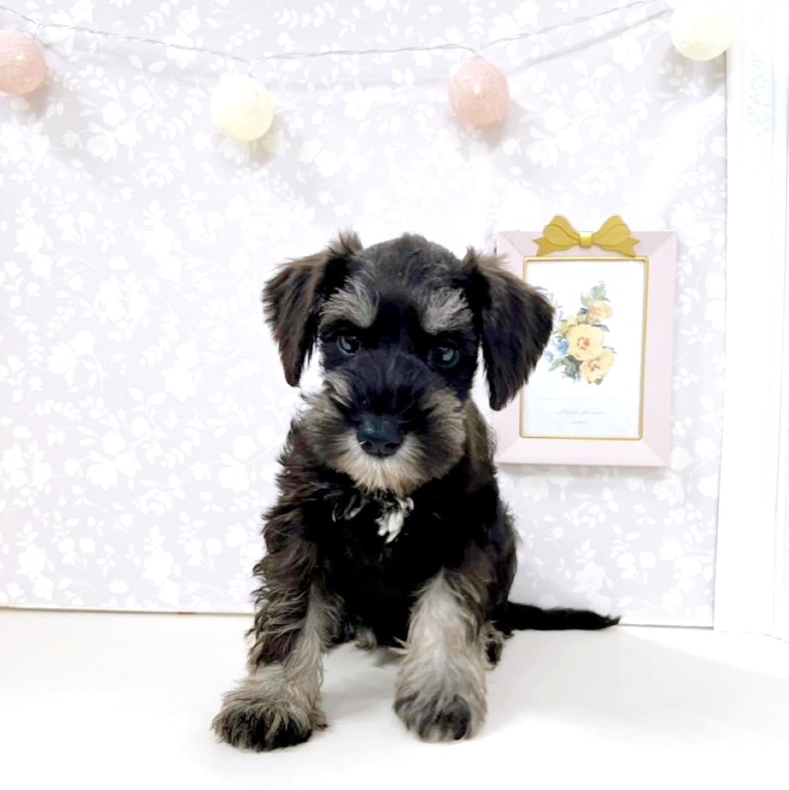 富山県のミニチュアシュナウザー (犬の家＆猫の里アミーゴ高岡蓮花寺店/2026年3月5日生まれ/男の子/ブラックシルバー)の子犬の2枚目の画像
