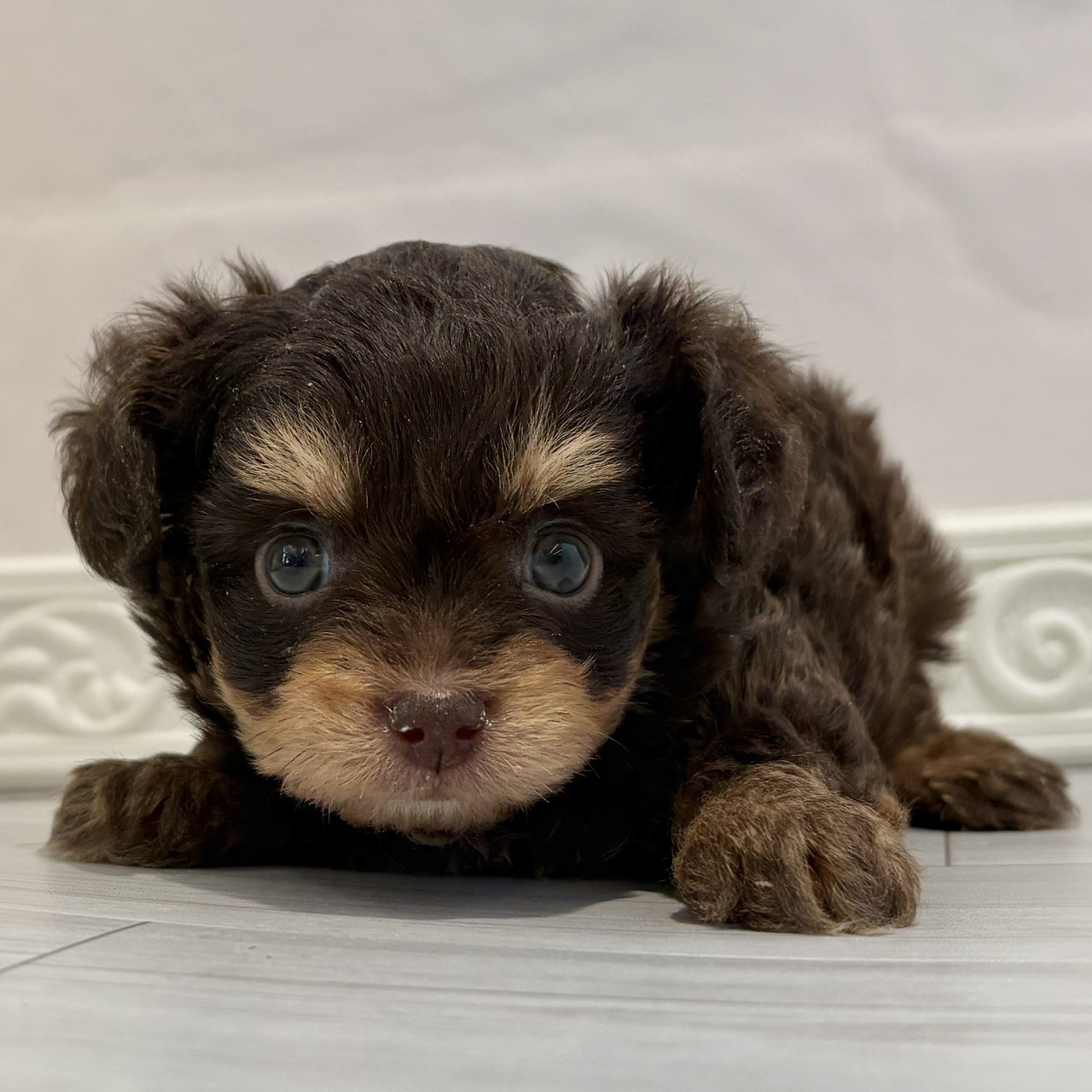 愛知県のチワプー/プーチー(チワワ×プードル) (犬の家＆猫の里春日井本店/2025年11月10日生まれ/男の子/チョコレートタン)の子犬の1枚目の画像