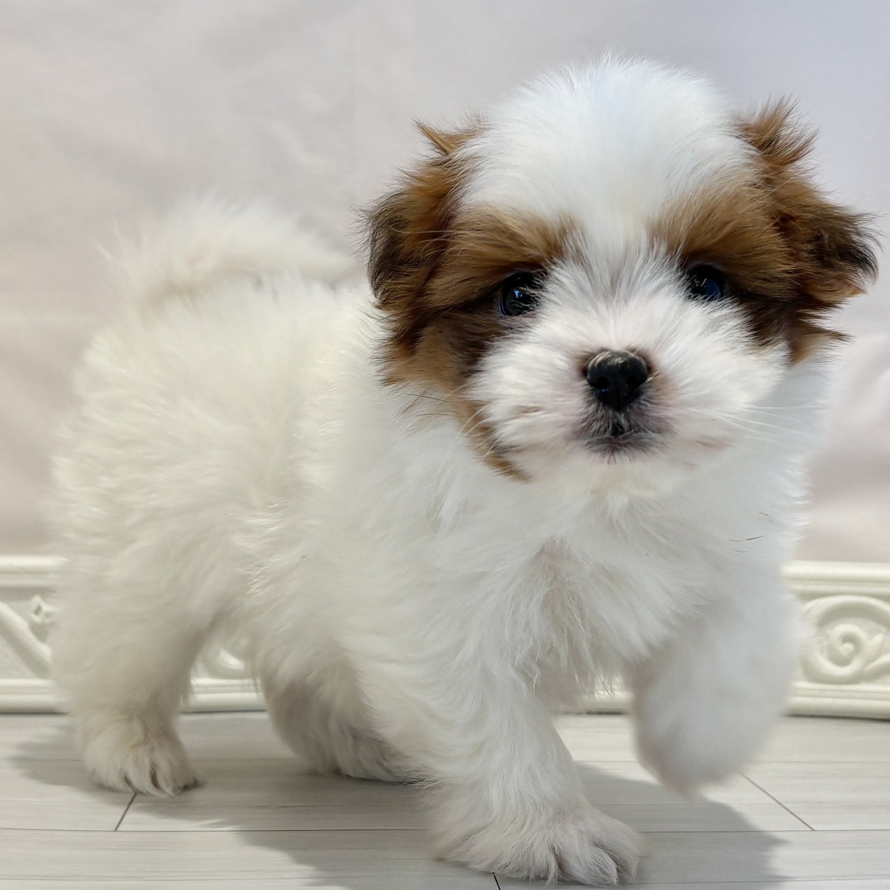 愛知県のポメズー/ポメシーズ(ポメラニアン×シーズー) (犬の家＆猫の里春日井本店/2025年11月9日生まれ/男の子/ホワイトゴールド)の子犬の1枚目の画像