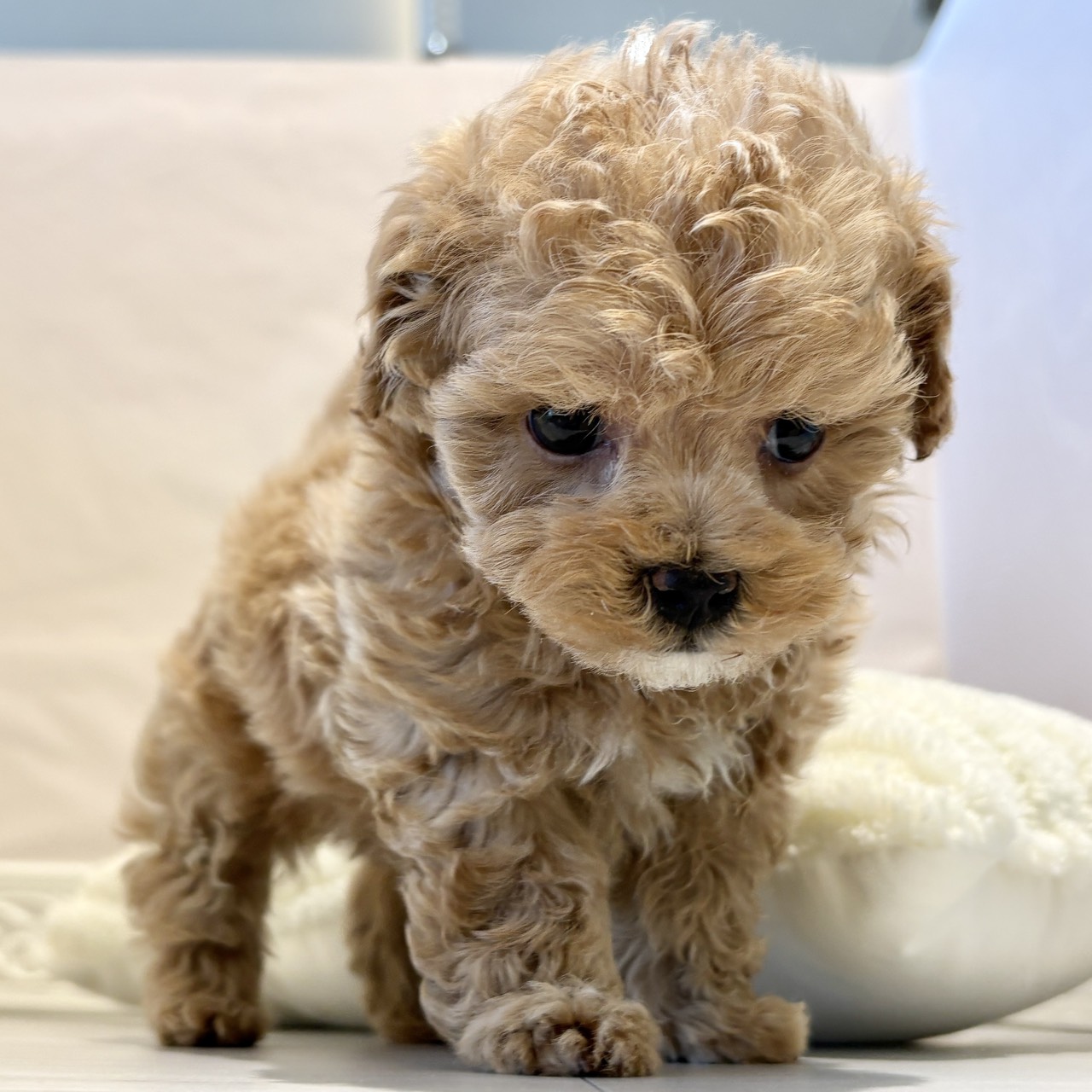 愛知県のマルプー(マルチーズ×プードル) (犬の家＆猫の里春日井本店/2025年11月12日生まれ/男の子/アプリコット)の子犬の1枚目の画像