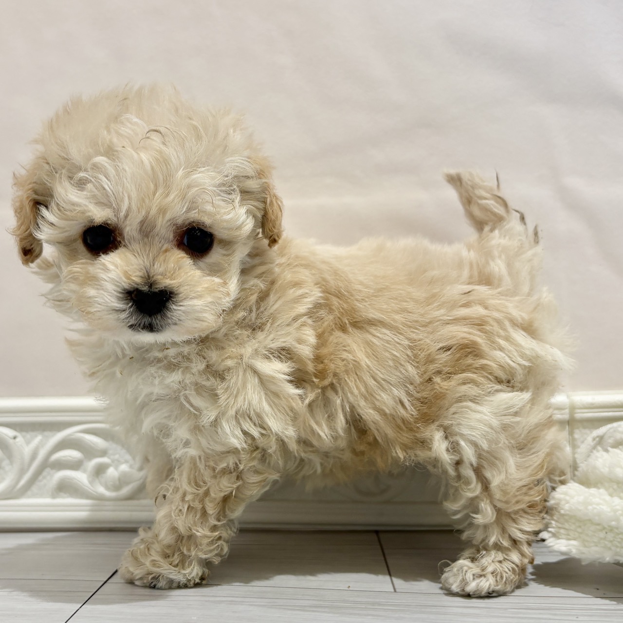 愛知県のマルプー(マルチーズ×プードル) (犬の家＆猫の里春日井本店/2025年11月12日生まれ/女の子/アプリコット)の子犬の1枚目の画像