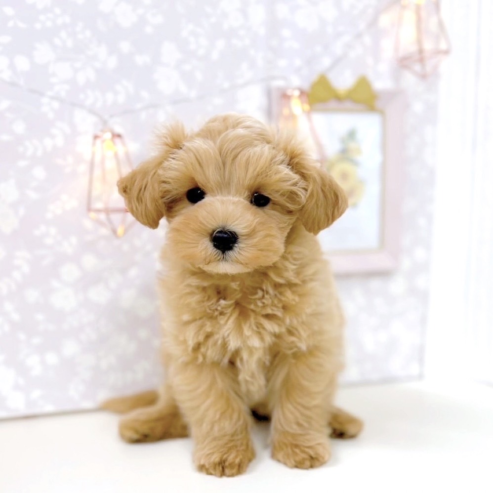 富山県のマルプー(マルチーズ×プードル) (犬の家＆猫の里アミーゴ高岡蓮花寺店/2025年5月22日生まれ/女の子/アプリコット)の子犬の1枚目の画像