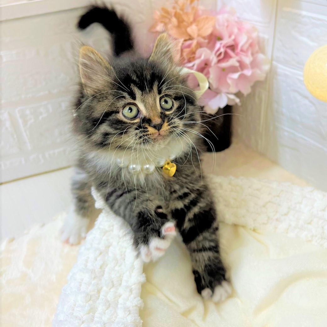 全ての子猫一覧 | ペットショップ 犬の家&猫の里 | 子犬だけでなく子猫 