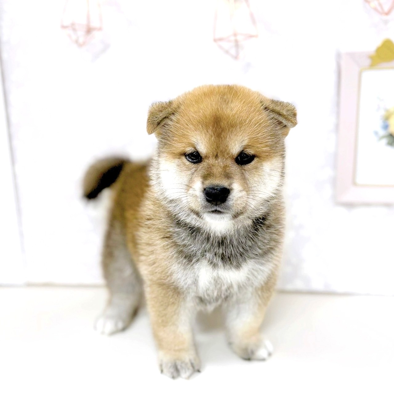 富山県の柴犬(標準サイズ) (犬の家＆猫の里アミーゴ高岡蓮花寺店/2025年7月28日生まれ/男の子/赤)の子犬の1枚目の画像