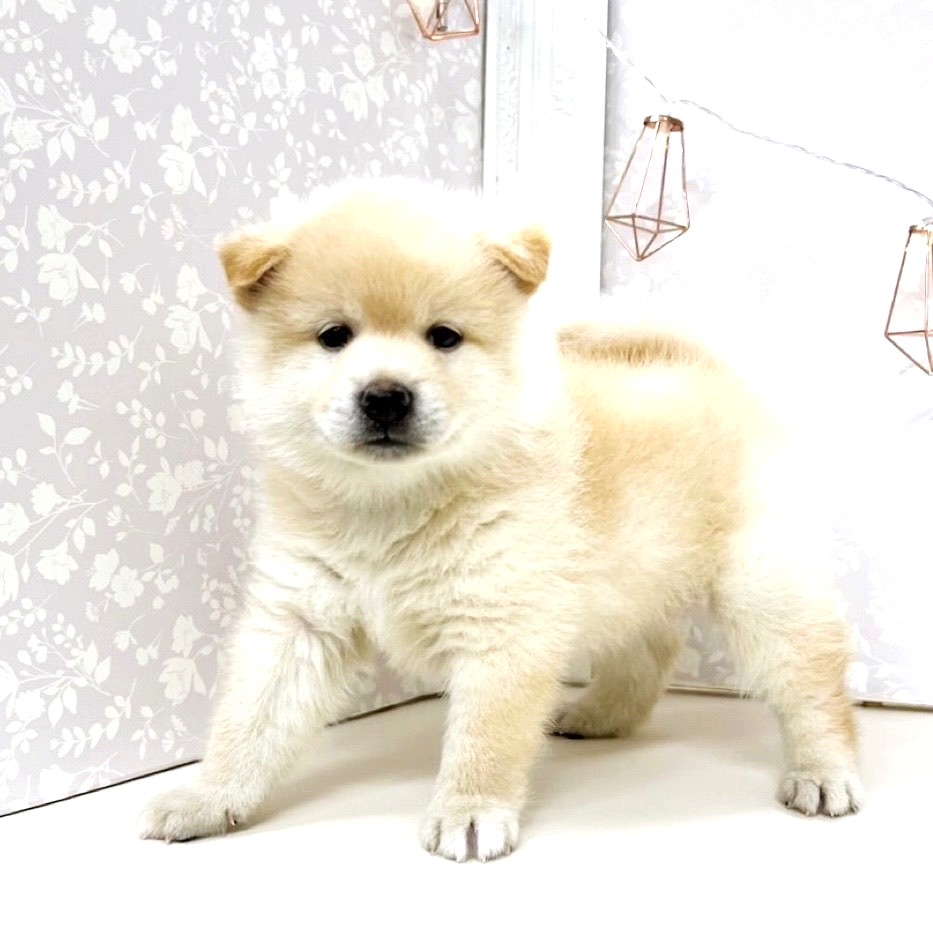 富山県のポメ柴/豆ポメ/ポメ豆柴(ポメラニアン×柴犬) (犬の家＆猫の里アミーゴ高岡蓮花寺店/2025年8月16日生まれ/男の子/クリーム)の子犬の2枚目の画像