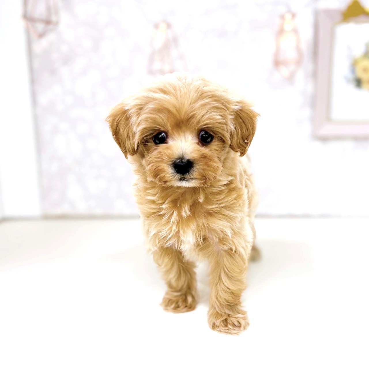 富山県のマルプー(マルチーズ×プードル) (犬の家＆猫の里アミーゴ高岡蓮花寺店/2025年8月17日生まれ/男の子/クリーム)の子犬の1枚目の画像