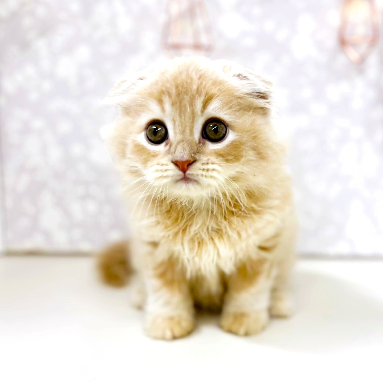 富山県のスコティッシュフォールド (犬の家＆猫の里アミーゴ高岡蓮花寺店/2025年8月14日生まれ/男の子/クリーム)の子猫の2枚目の画像