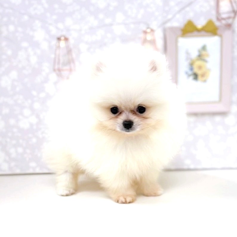 富山県のポメラニアン (犬の家＆猫の里アミーゴ高岡蓮花寺店/2025年8月14日生まれ/男の子/クリーム)の子犬の2枚目の画像