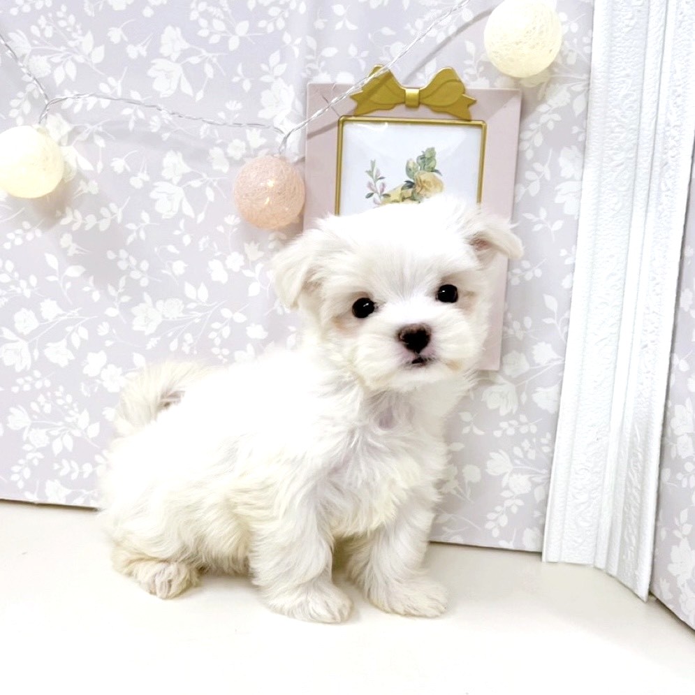 富山県のマルチーズ (犬の家＆猫の里アミーゴ高岡蓮花寺店/2025年10月28日生まれ/女の子/ホワイト)の子犬