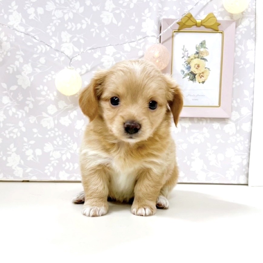 富山県のチワックス(チワワ×ダックス) (犬の家＆猫の里アミーゴ高岡蓮花寺店/2025年10月25日生まれ/女の子/イエロー)の子犬