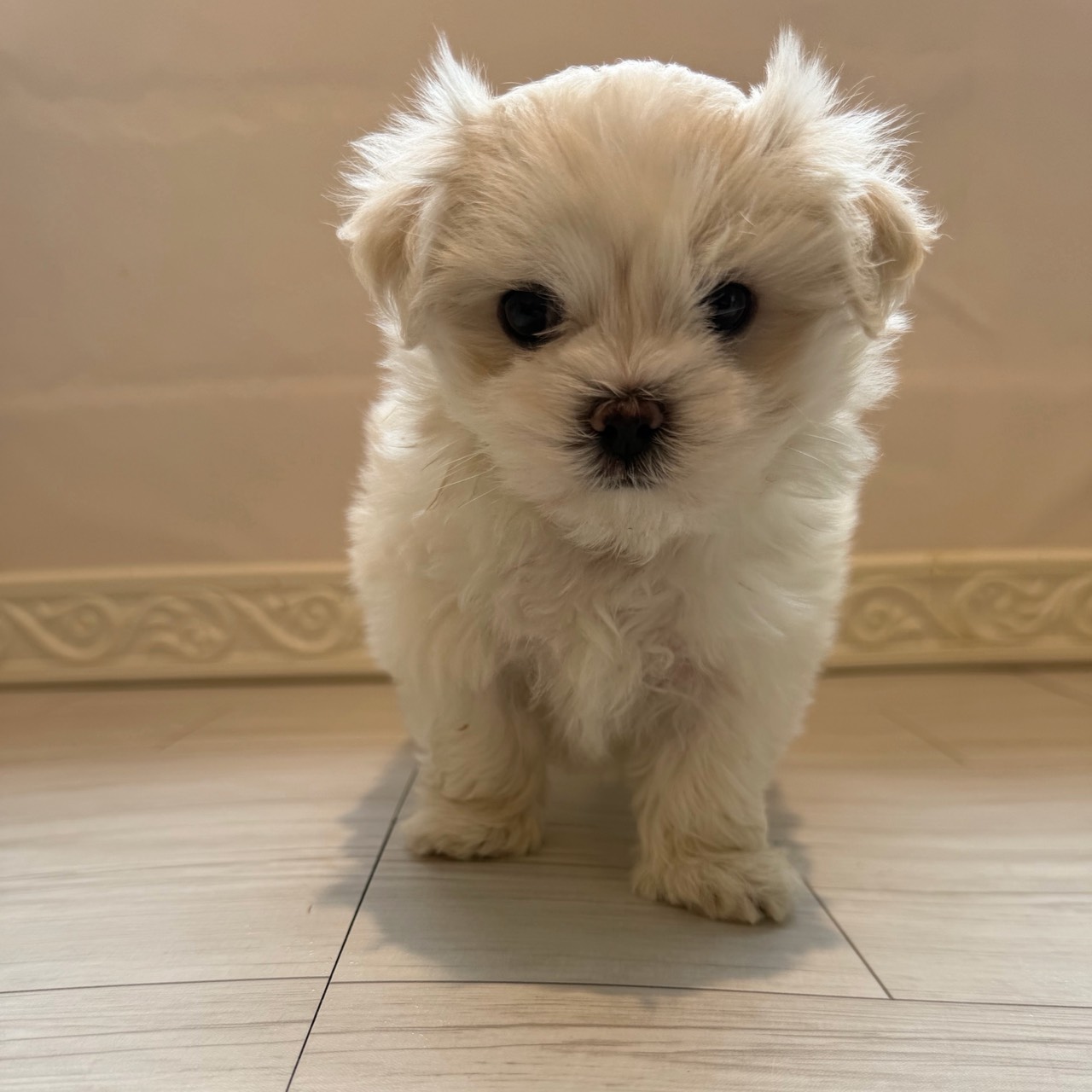マルチーズ女の子の写真