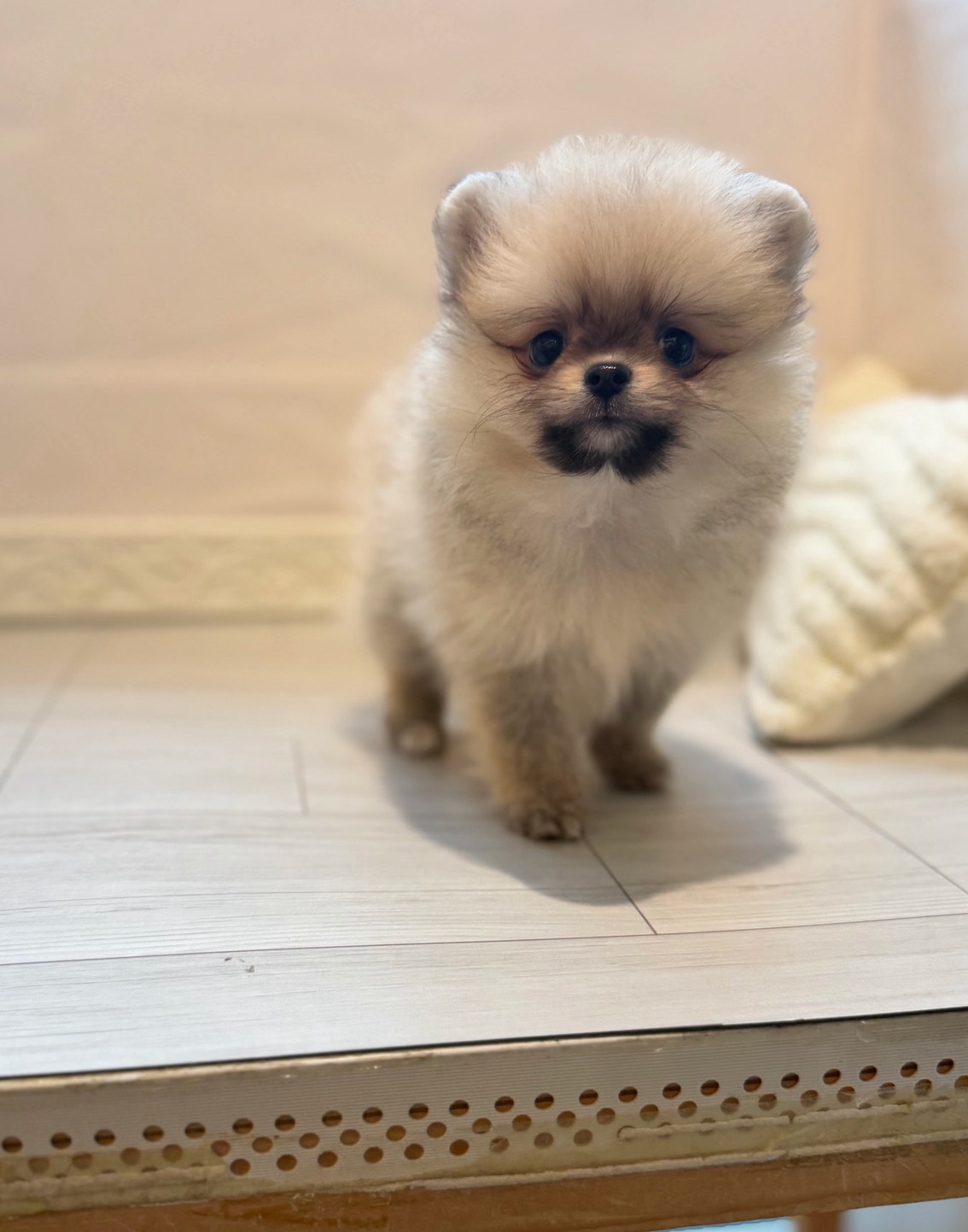 愛知県のポメラニアン (犬の家＆猫の里春日井本店/2026年4月5日生まれ/女の子/オレンジ)の子犬の1枚目の画像