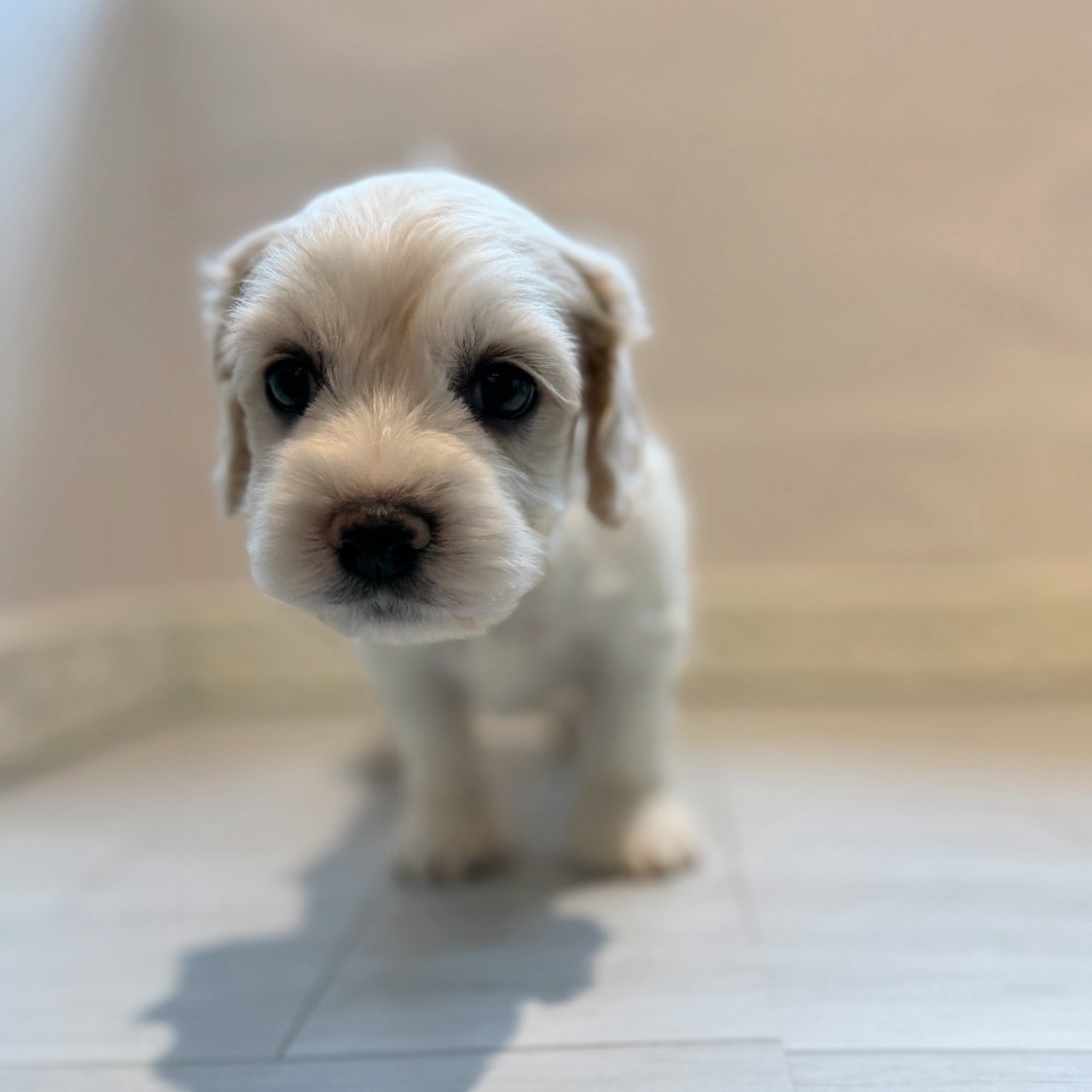 愛知県のハーフ犬・ミックス犬 (犬の家＆猫の里春日井本店/2026年3月28日生まれ/男の子/ホワイトクリーム)の子犬の1枚目の画像