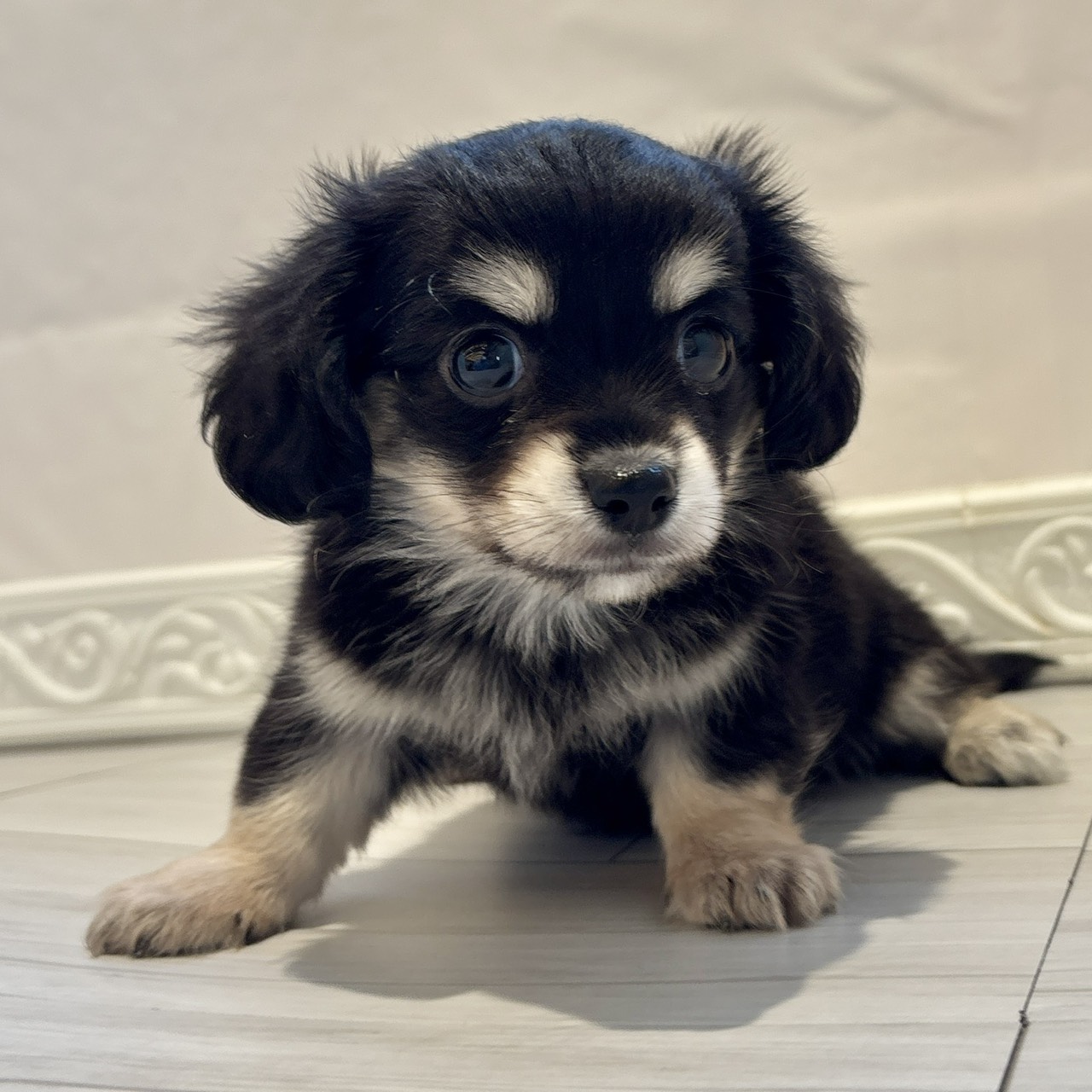 ハーフ犬男の子の写真