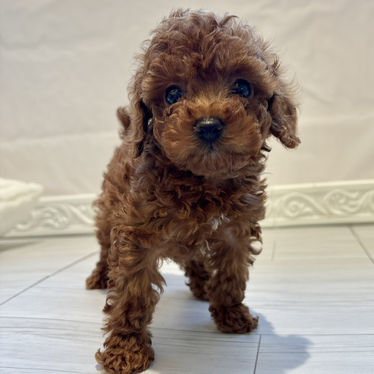 トイプードル女の子の写真