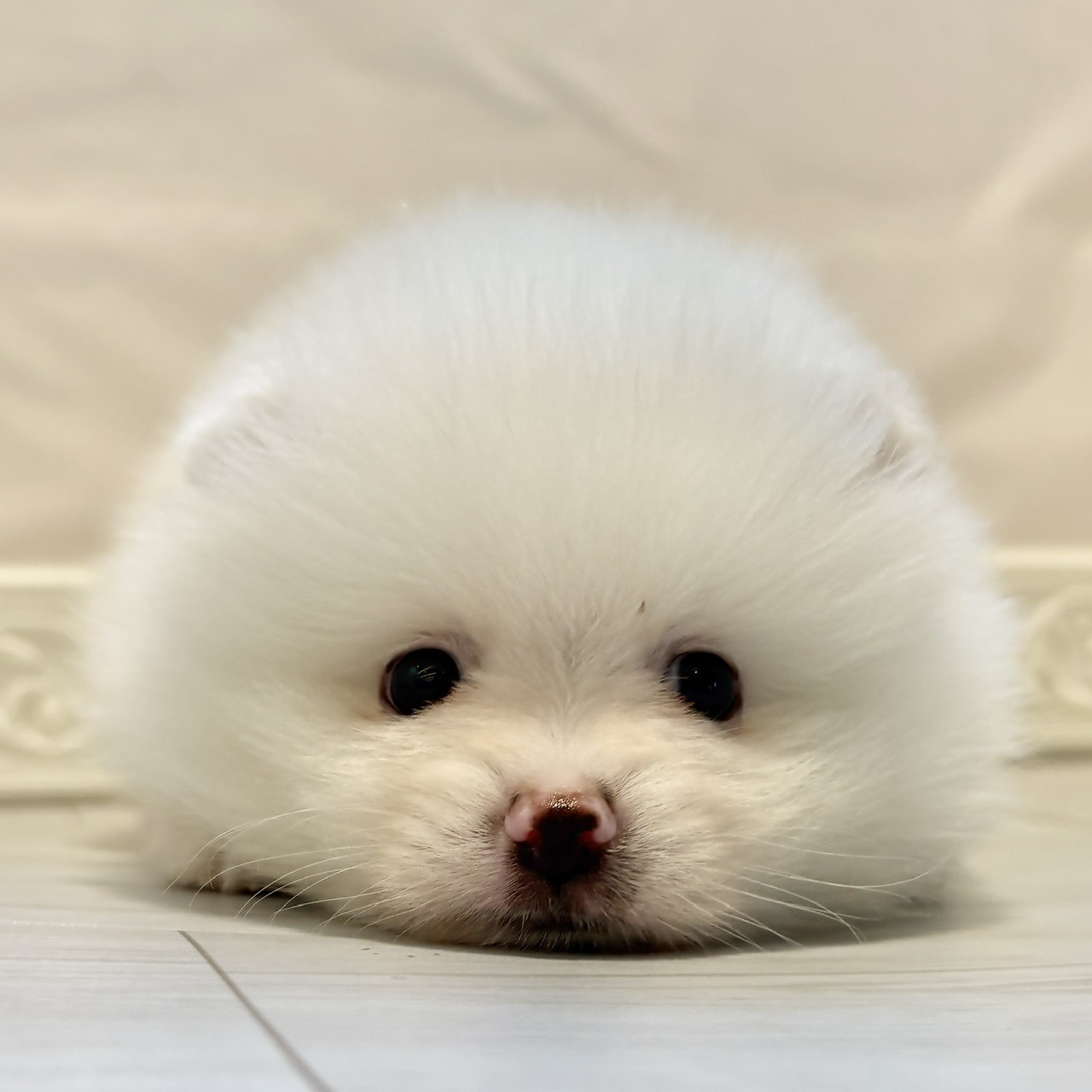 ポメラニアン男の子の写真