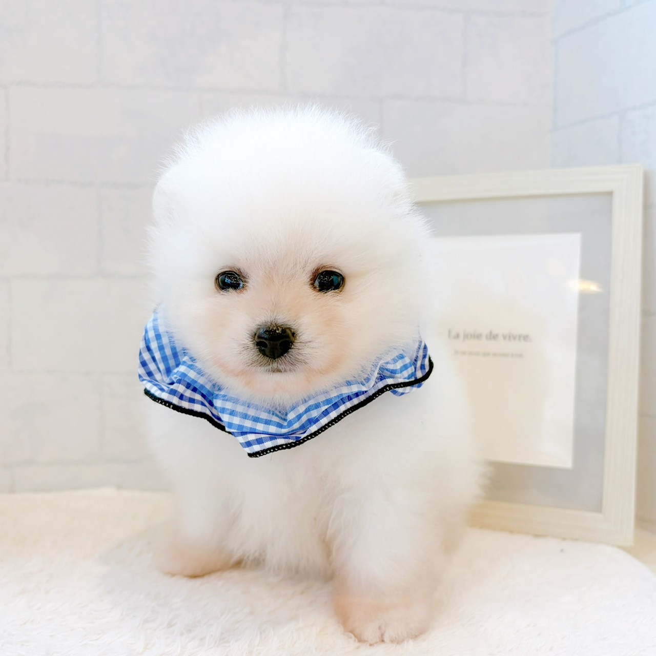 石川県のポメラニアン (犬の家＆猫の里金沢店/2026年5月2日生まれ/男の子/クリーム)の子犬の2枚目の画像