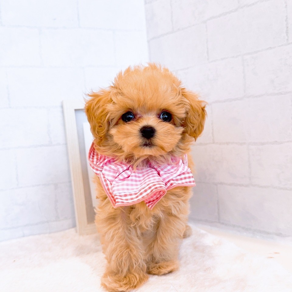 石川県のマルプー(マルチーズ×プードル) (犬の家＆猫の里金沢店/2026年1月2日生まれ/女の子/アプリコット)の子犬の1枚目の画像