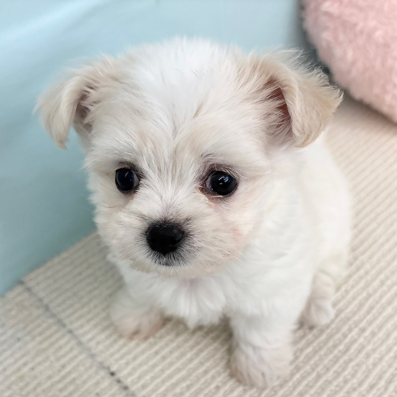まるちわわんさま ミニミニサイズのチョコタンチワワちゃん😊 是非会いに来て