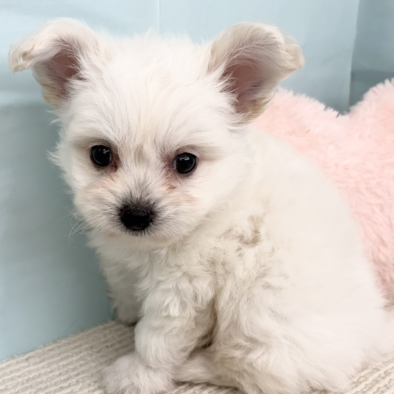 愛知県のハーフ犬・ミックス犬 (犬の家＆猫の里春日井本店/2025年5月27日生まれ/男の子/ホワイト)の子犬の2枚目の画像