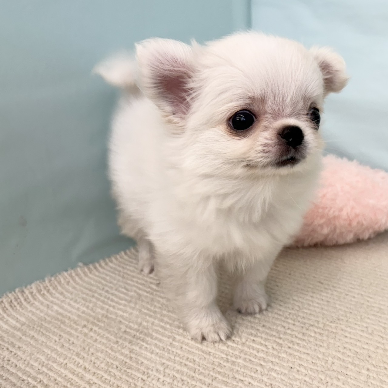 愛知県のチワワ(ロング) (犬の家＆猫の里春日井本店/2025年5月10日生まれ/男の子/ホワイトクリーム)の子犬の2枚目の画像