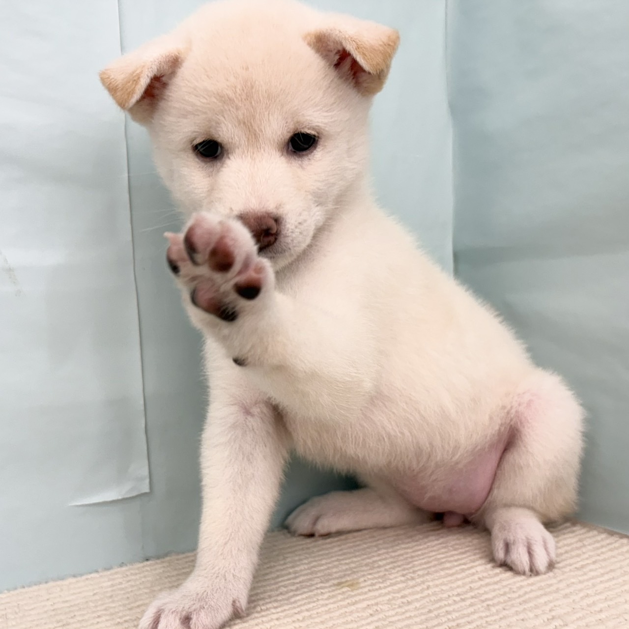 愛知県の柴犬(標準サイズ) (犬の家＆猫の里春日井本店/2025年7月1日生まれ/女の子/白)の子犬の2枚目の画像