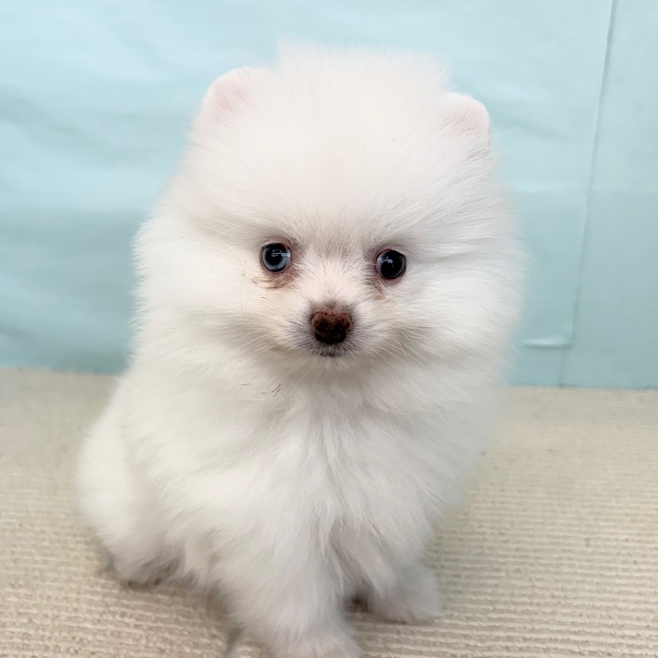 羊毛クリップペット　ポメラニアン　ホワイト　うちの子オーダー　ペット　犬 ポメラニアン(ホワイト(白)系)の子犬(2ページ目)を価格や特徴で