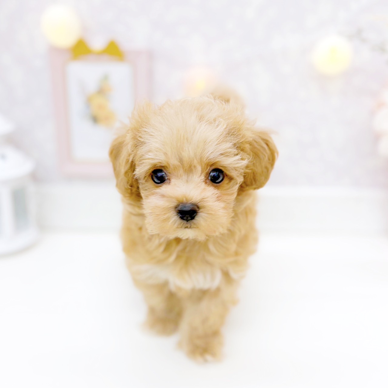 富山県のマルプー(マルチーズ×プードル) (犬の家＆猫の里富山店/2025年12月7日生まれ/男の子/アプリコット)の子犬の2枚目の画像