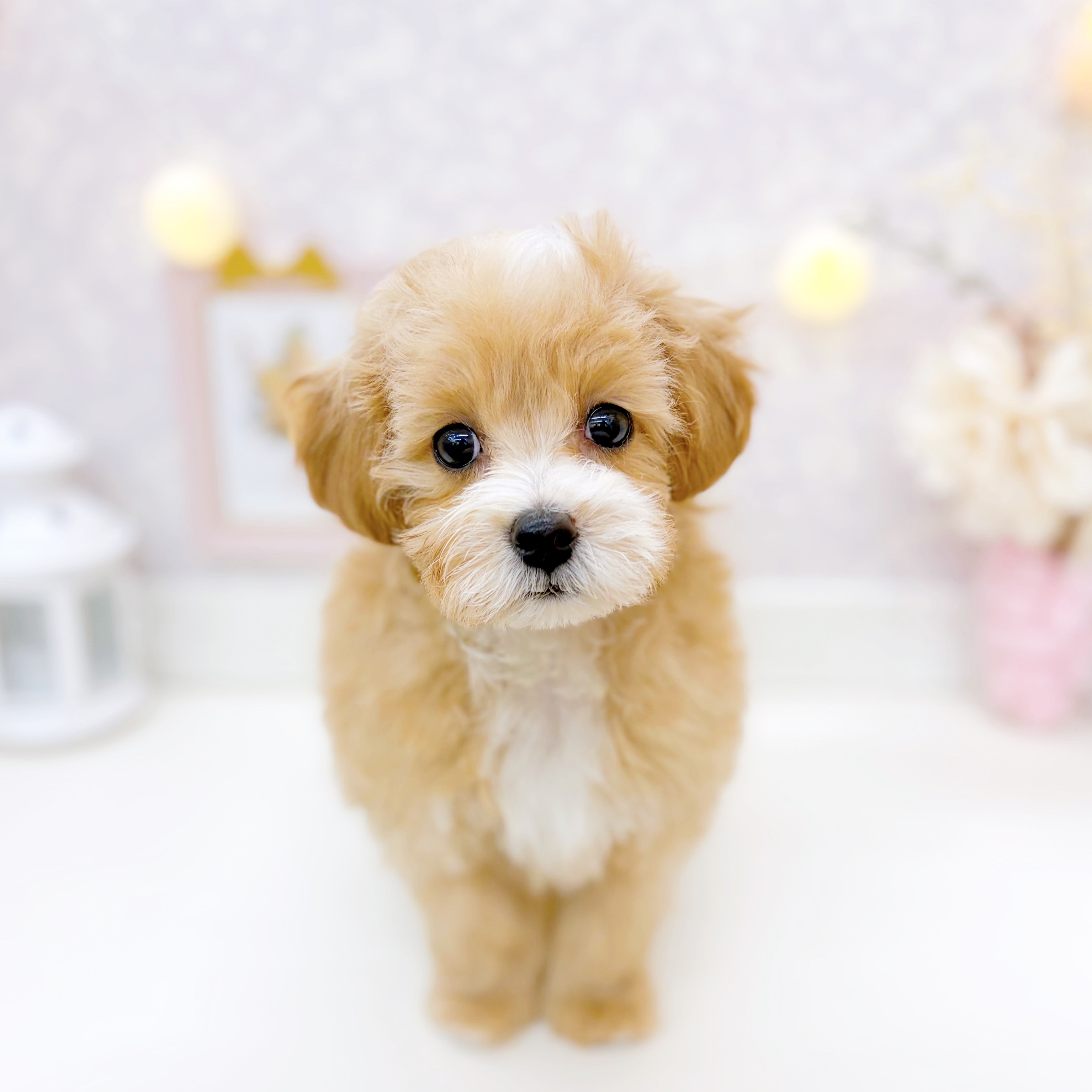 富山県のマルプー(マルチーズ×プードル) (犬の家＆猫の里富山店/2025年12月1日生まれ/女の子/アプリコットホワイト)の子犬の2枚目の画像