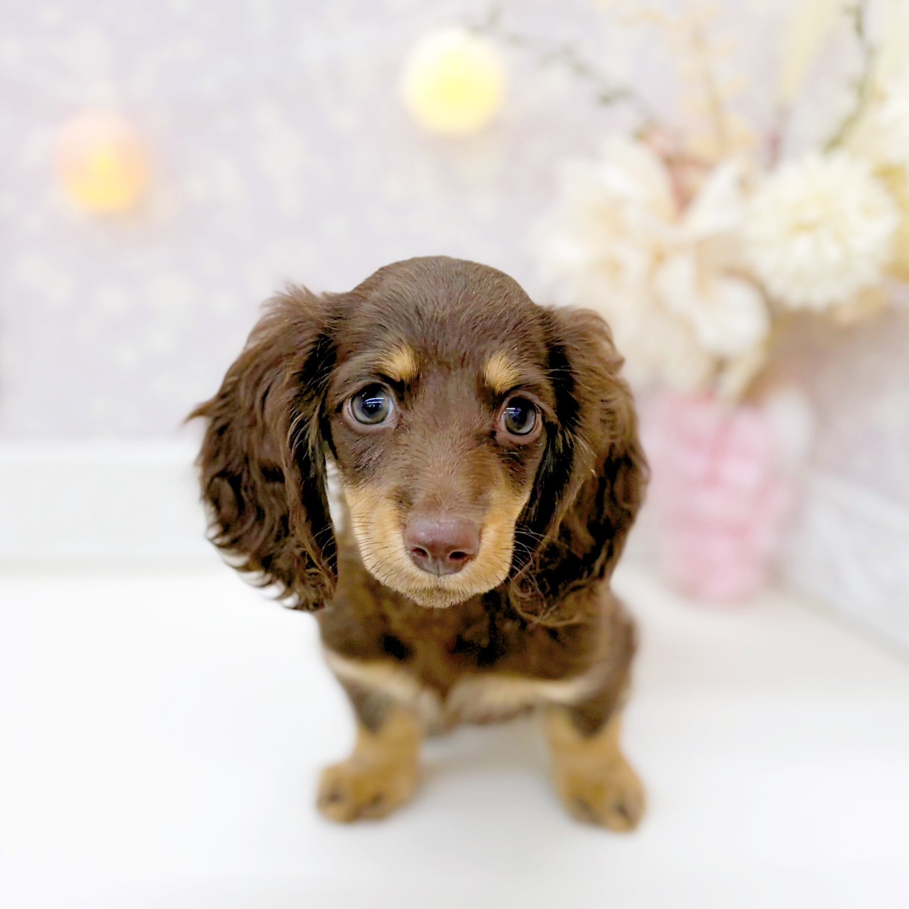 富山県のミニチュアダックスフンド(ロング) (犬の家＆猫の里富山店/2025年12月7日生まれ/女の子/チョコレートタン)の子犬の2枚目の画像