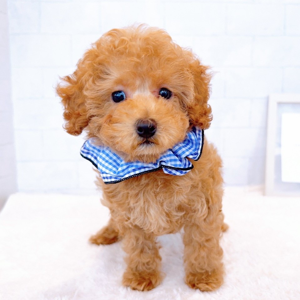 石川県のトイプードル(トイ) (犬の家＆猫の里金沢店/2026年1月29日生まれ/男の子/オレンジフォーン)の子犬の1枚目の画像