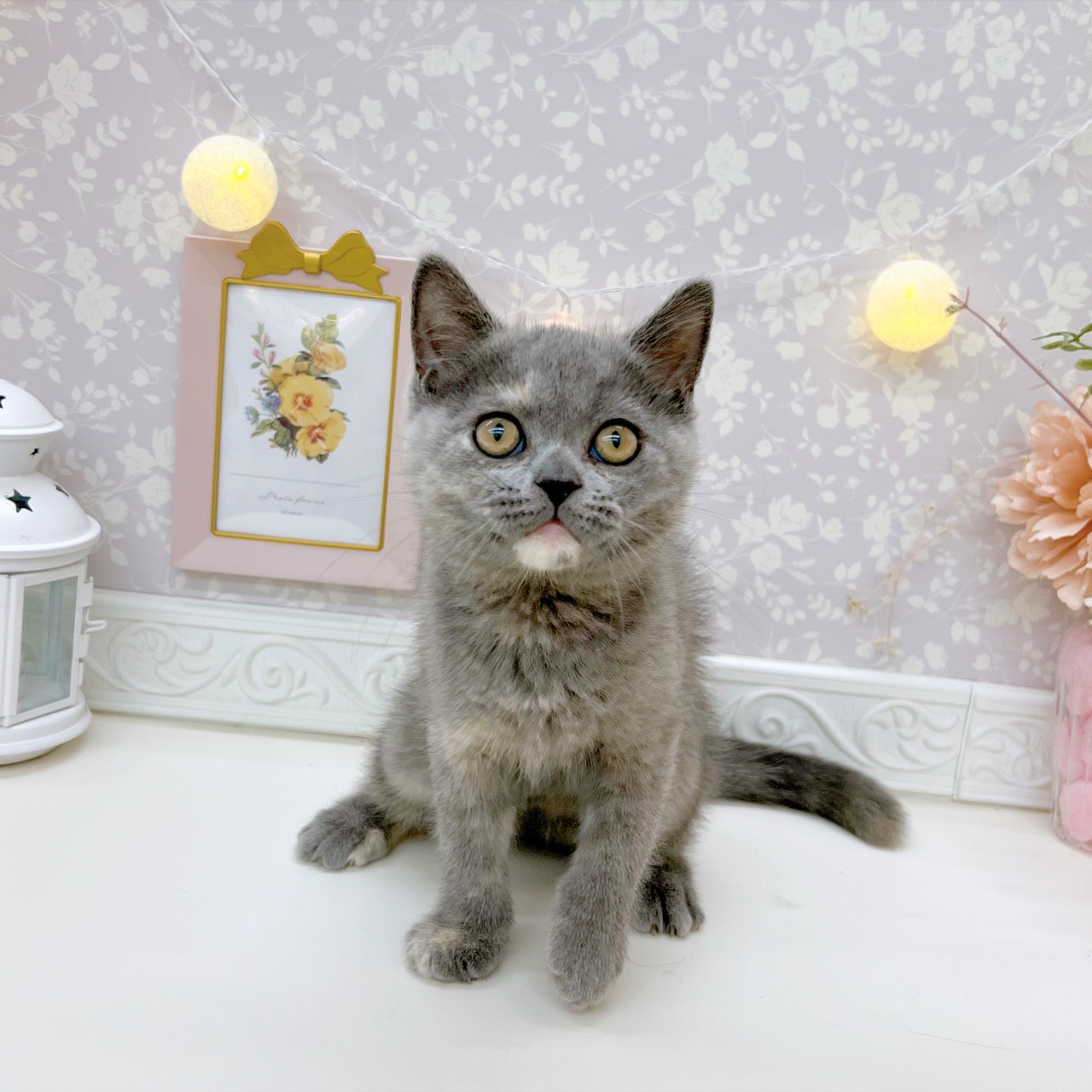 富山県のミヌエット (犬の家＆猫の里富山店/2025年9月17日生まれ/女の子/ブルークリーム)の子猫の1枚目の画像