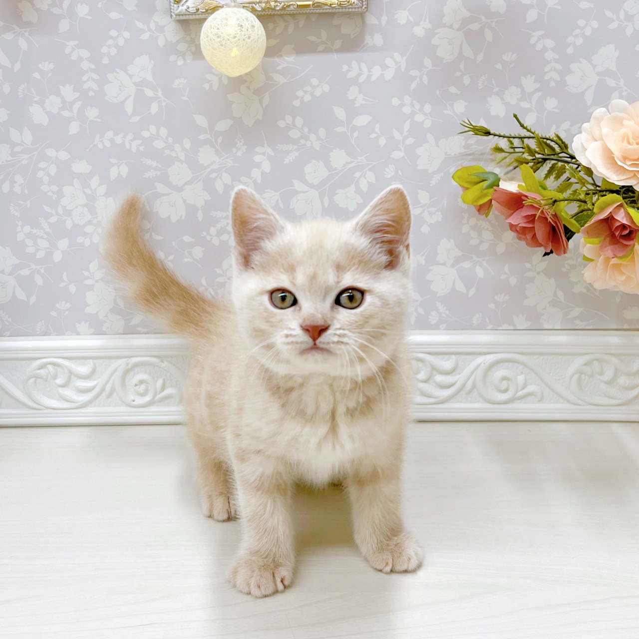 ブリティッシュショートヘア男の子の写真