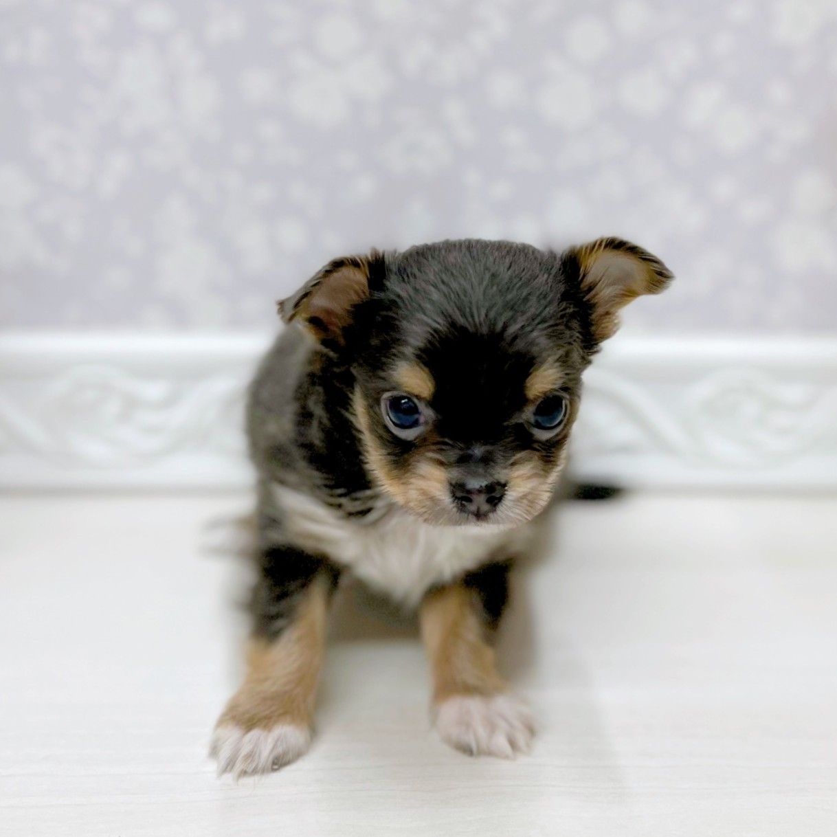 富山県のチワワ(ロング) (犬の家＆猫の里アミーゴ山室店/2025年9月18日生まれ/男の子/ブルータンホワイト)の子犬の1枚目の画像