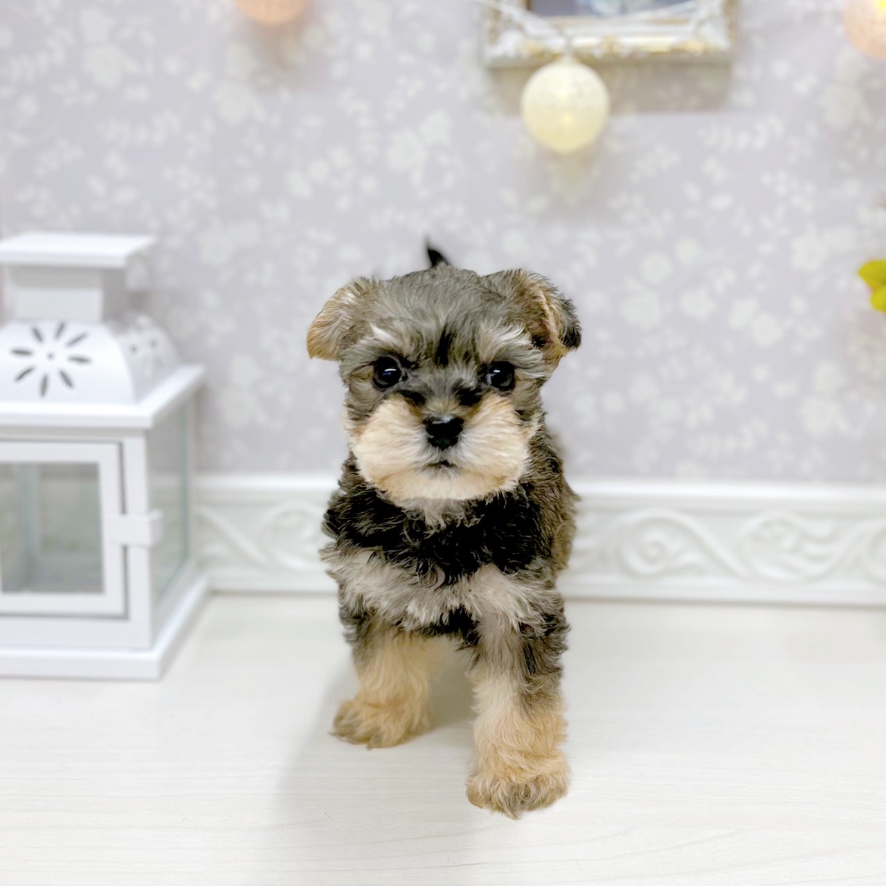 富山県のハーフ犬・ミックス犬 (犬の家＆猫の里アミーゴ山室店/2025年9月30日生まれ/男の子/スチールブルータン)の子犬の1枚目の画像