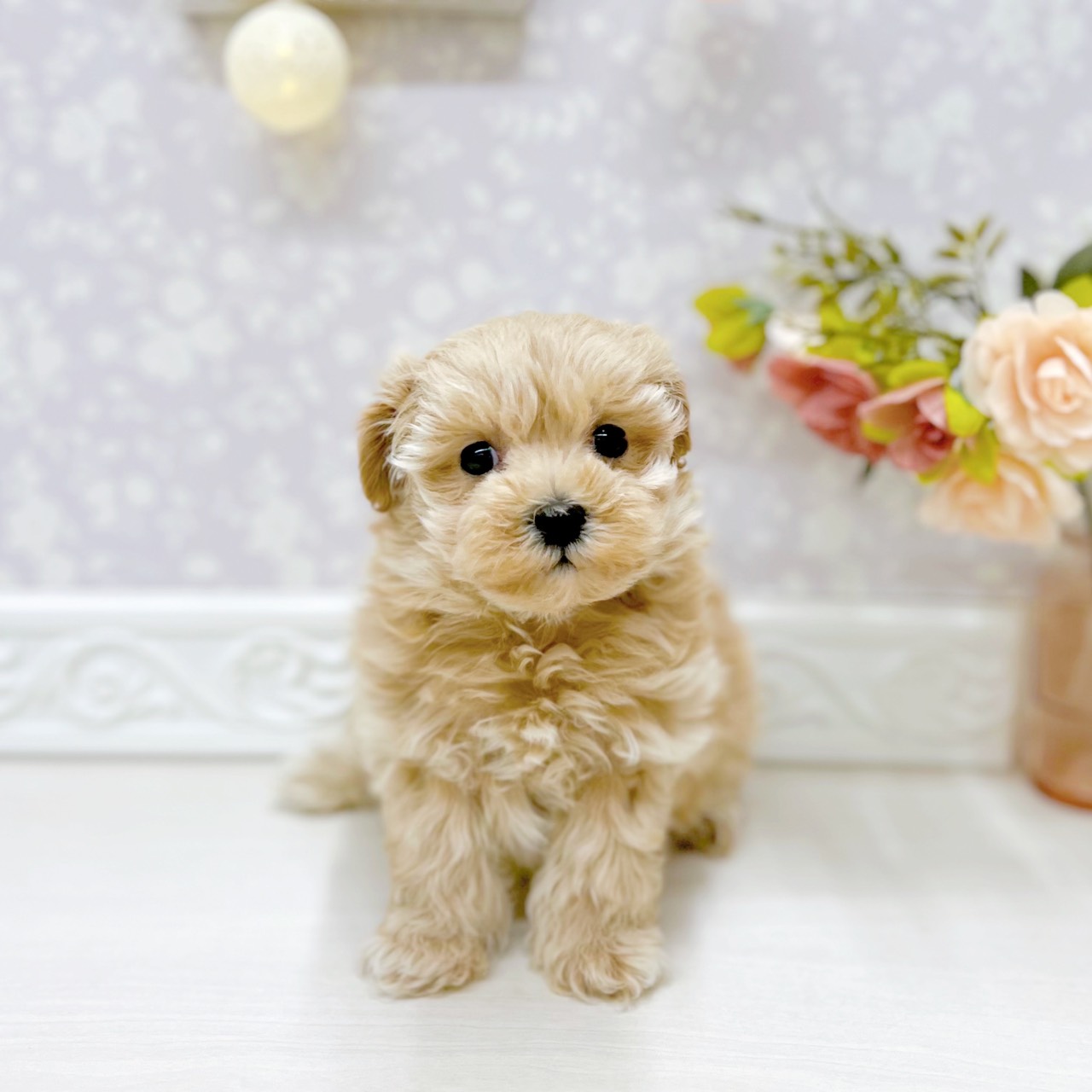 富山県のマルプー(マルチーズ×プードル) (犬の家＆猫の里アミーゴ山室店/2025年9月25日生まれ/女の子/クリーム)の子犬の1枚目の画像