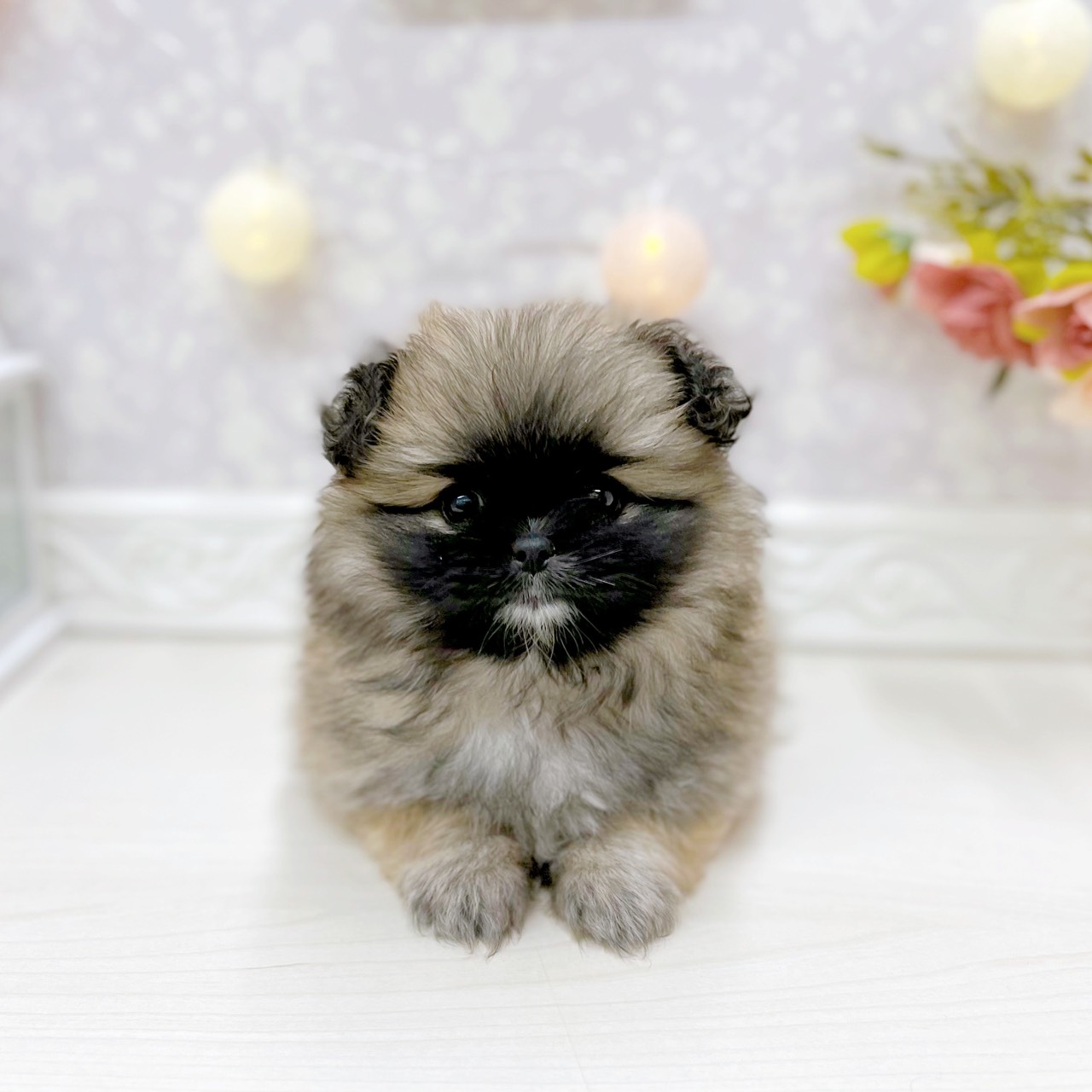 富山県のペキポメ/ポメペキ(ペキニーズ×ポメラニアン) (犬の家＆猫の里アミーゴ山室店/2025年9月29日生まれ/女の子/フォーン)の子犬の1枚目の画像
