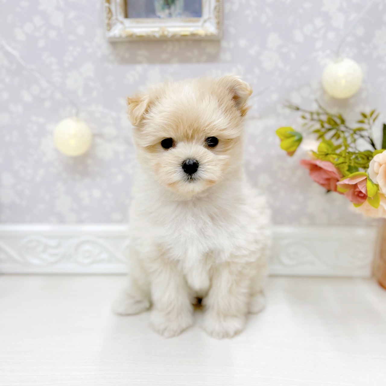 富山県のポメマル/マルポメ(ポメラニアン×マルチーズ) (犬の家＆猫の里アミーゴ山室店/2025年9月29日生まれ/女の子/クリーム)の子犬の1枚目の画像