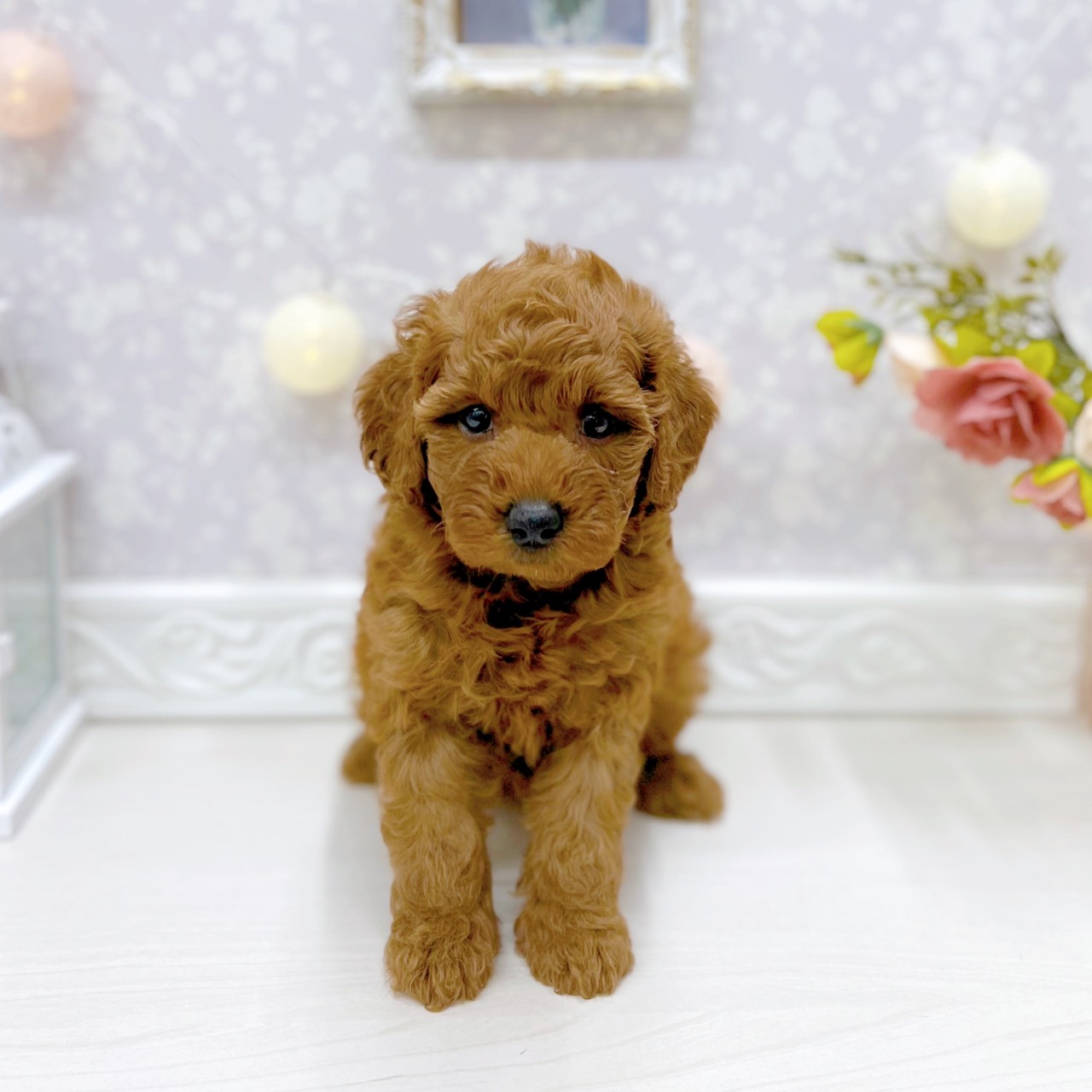 富山県のトイプードル(トイ) (犬の家＆猫の里アミーゴ山室店/2025年9月30日生まれ/女の子/レッド)の子犬の1枚目の画像