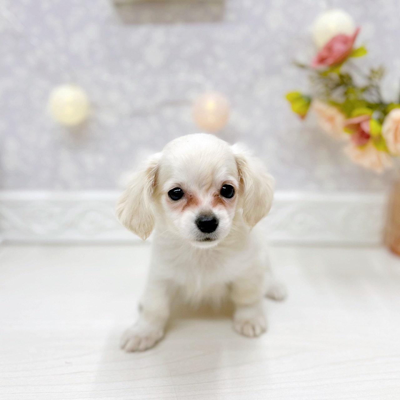 富山県のチワックス(チワワ×ダックス) (犬の家＆猫の里アミーゴ山室店/2025年9月28日生まれ/男の子/クリーム)の子犬の2枚目の画像