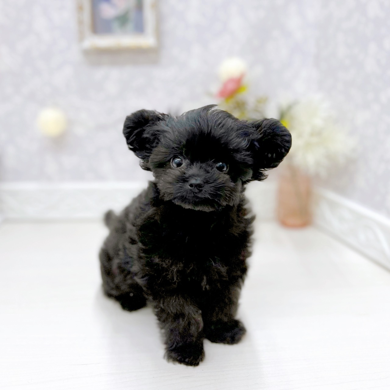 富山県のチワプー/プーチー(チワワ×プードル) (犬の家＆猫の里アミーゴ山室店/2025年9月23日生まれ/女の子/ブラック)の子犬の2枚目の画像